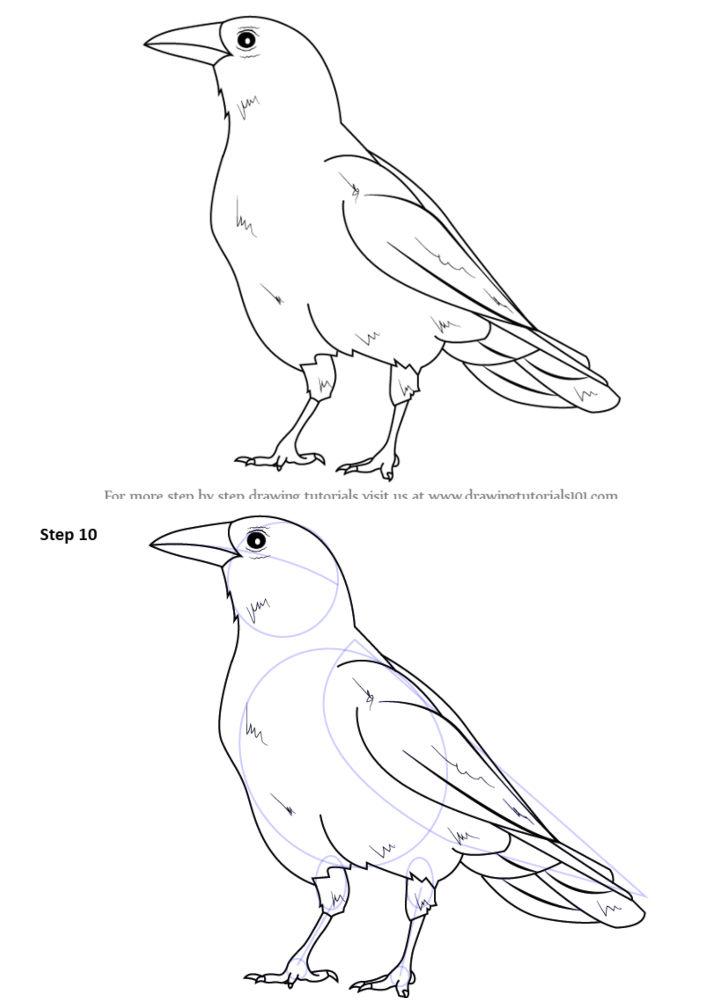 How to Draw an American Crow