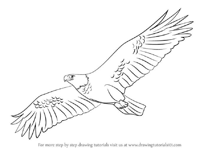 How to Draw an Eagle Flying