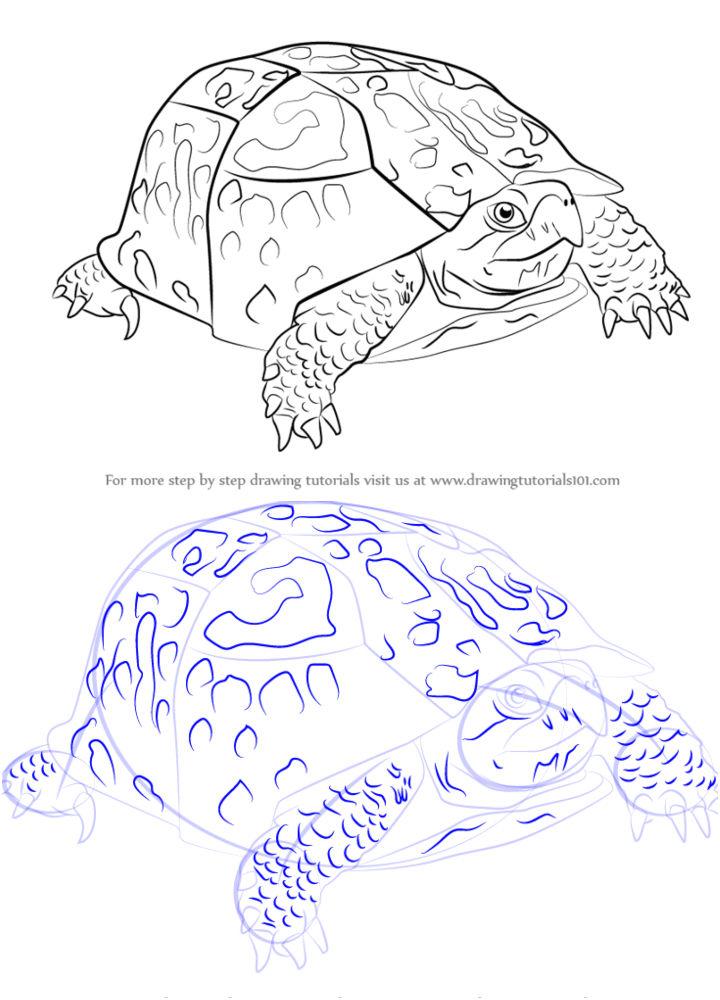 How to Draw an Eastern Box Turtle