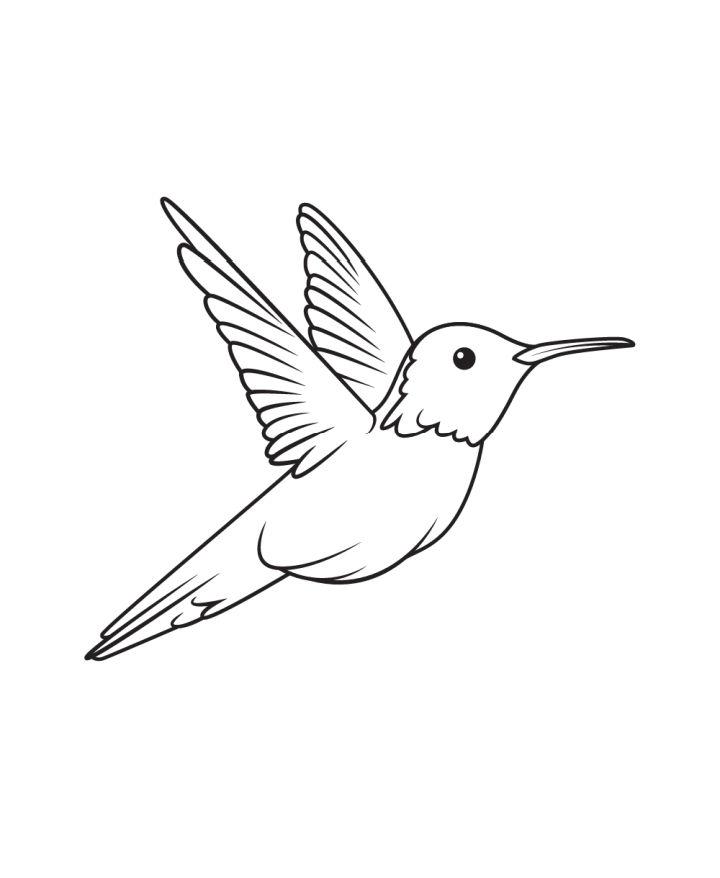 Humming Bird Drawing Step by Step