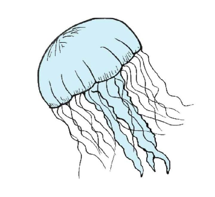 Jellyfish Drawing for Beginners