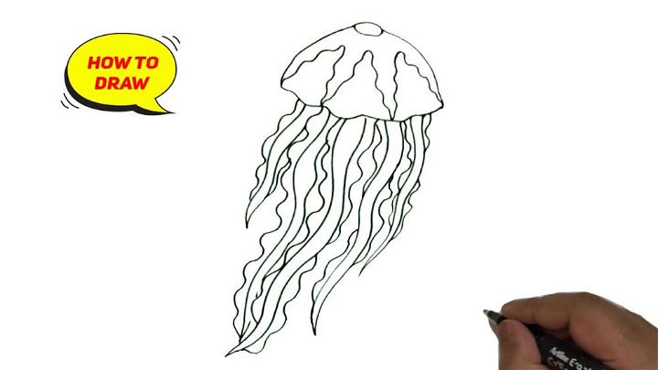 Jellyfish Line Drawing