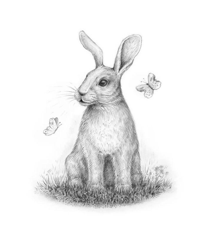 Rabbit Drawing Step by Step Instruction