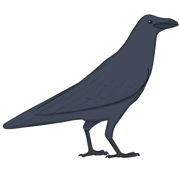 Raven Bird Drawing