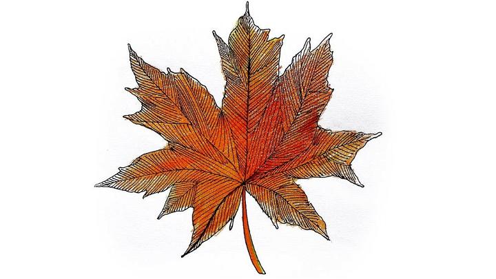 Realistic Autumn Leaf Drawing