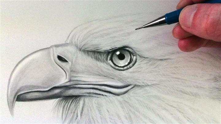 Realistic Eagle Drawing