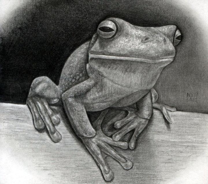 Realistic Frog Drawing