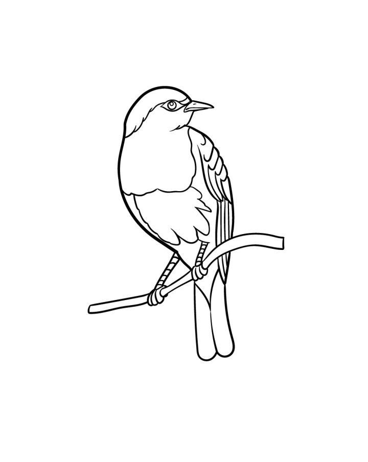 Robin Bird Drawing Step by Step Guide