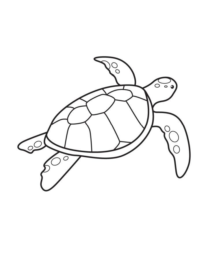 Sea Turtle Drawing Step by Step Guide