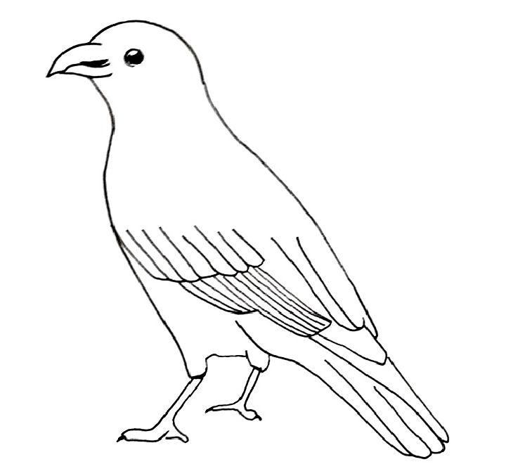 20 Easy Crow Drawing Ideas  How To Draw Crow  Blitsy