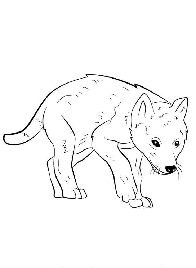 how to draw a baby wolf step by step