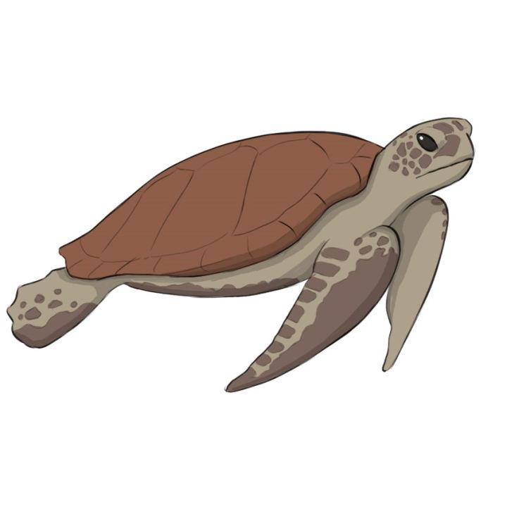 Sketch Sea Turtle Drawing