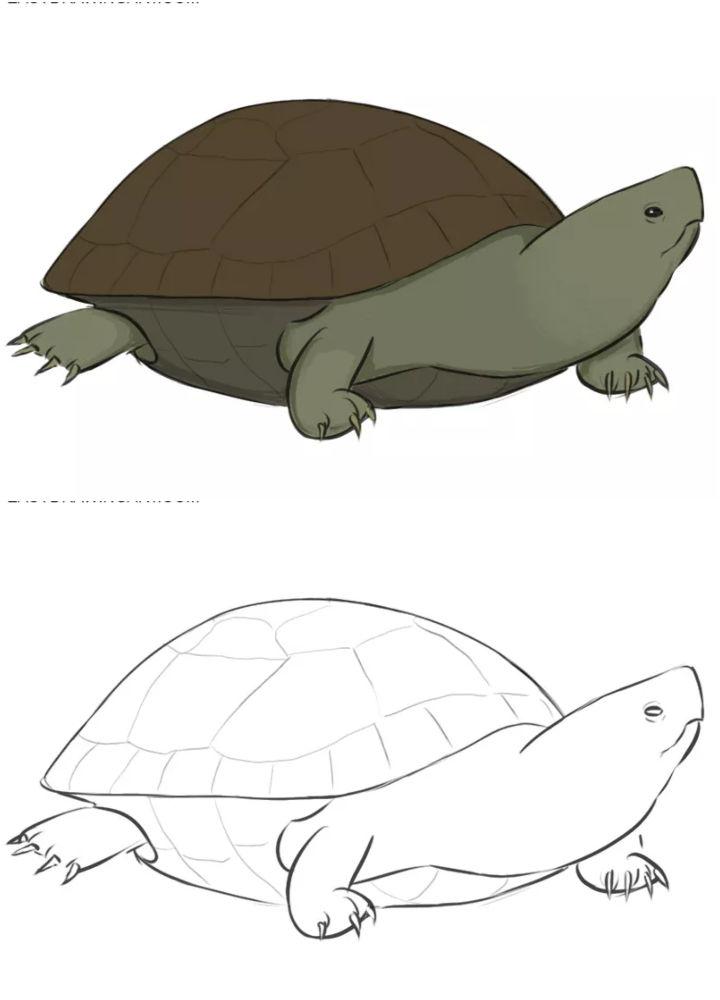 Turtle Drawing