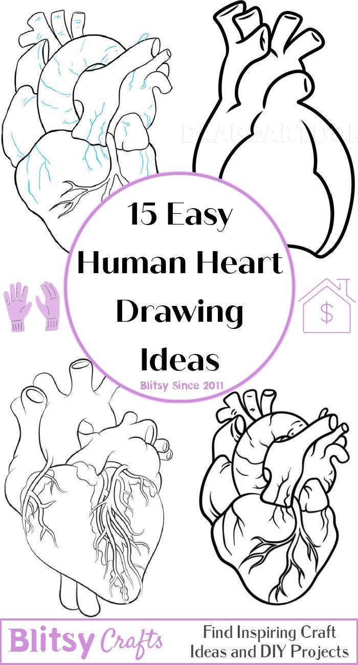 15 Easy Human Heart Drawing Ideas - Draw A Human Heart