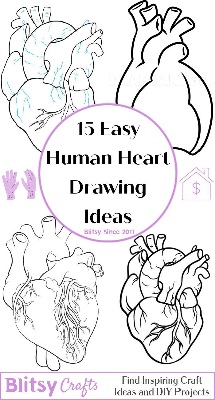 Anatomical Heart Outline Vector Images (over 810)