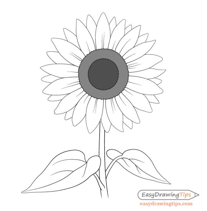 Aesthetic Sunflower Drawing Step By Step