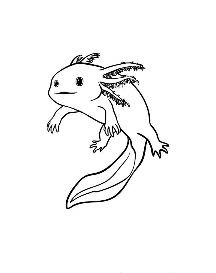 Axolotl Drawing Step by Step Guide