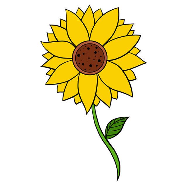 Basic Sunflower Line Drawing