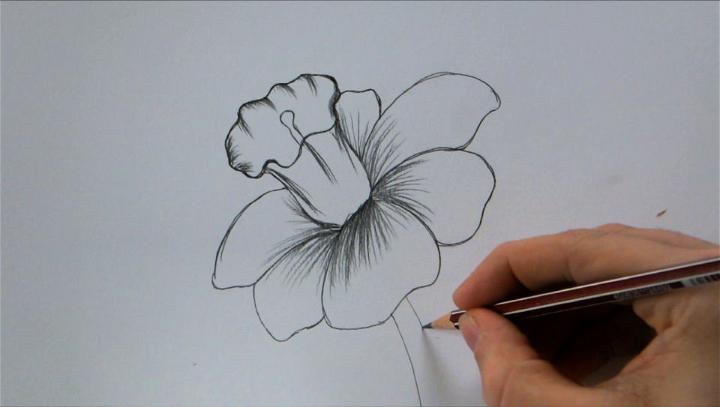 Black And White Flower Drawing