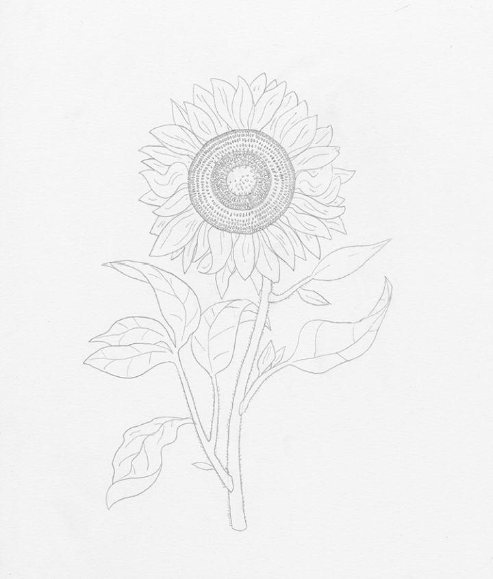 Black And White Sunflower Drawing