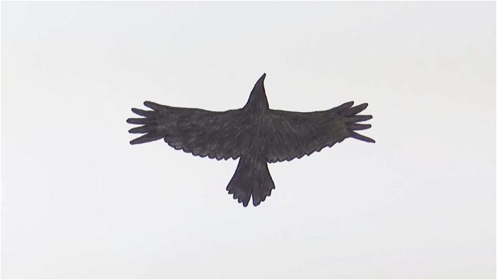 Black Raven Flying for Halloween Drawing
