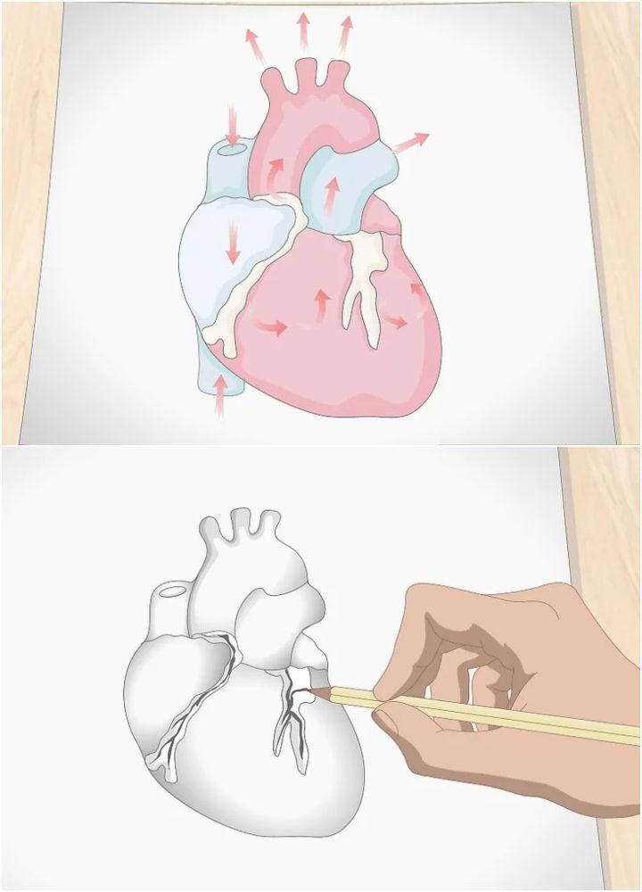 Cartoon Human Heart Drawing with Color