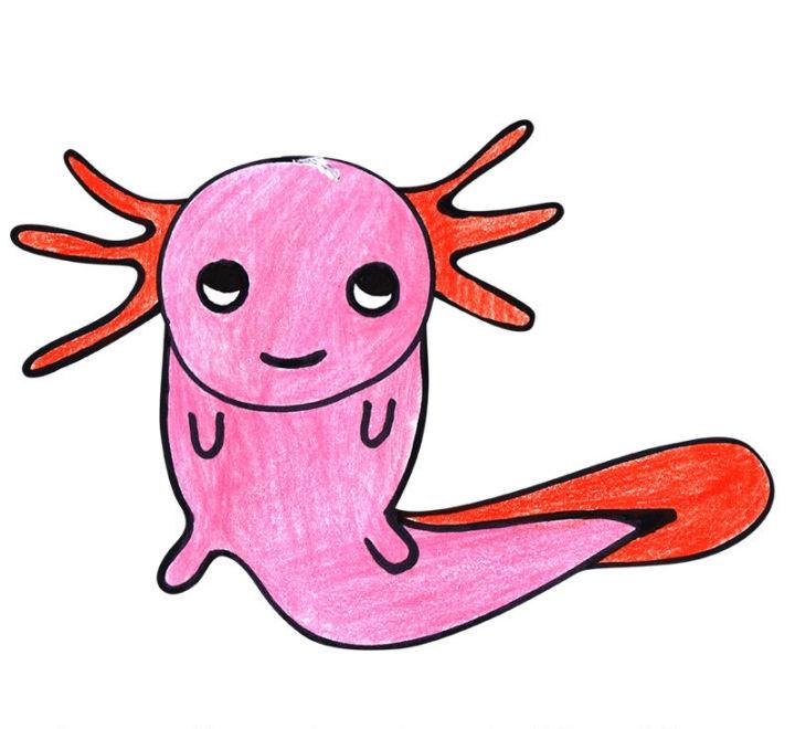 Color Pencil Drawing of Axolotl for Kids