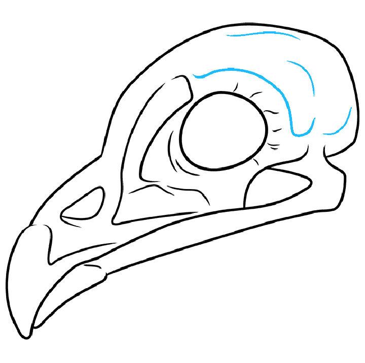 Create a Wonderful Bird Skull Drawing