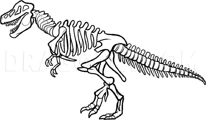 Dinosaur Skeleton Drawing