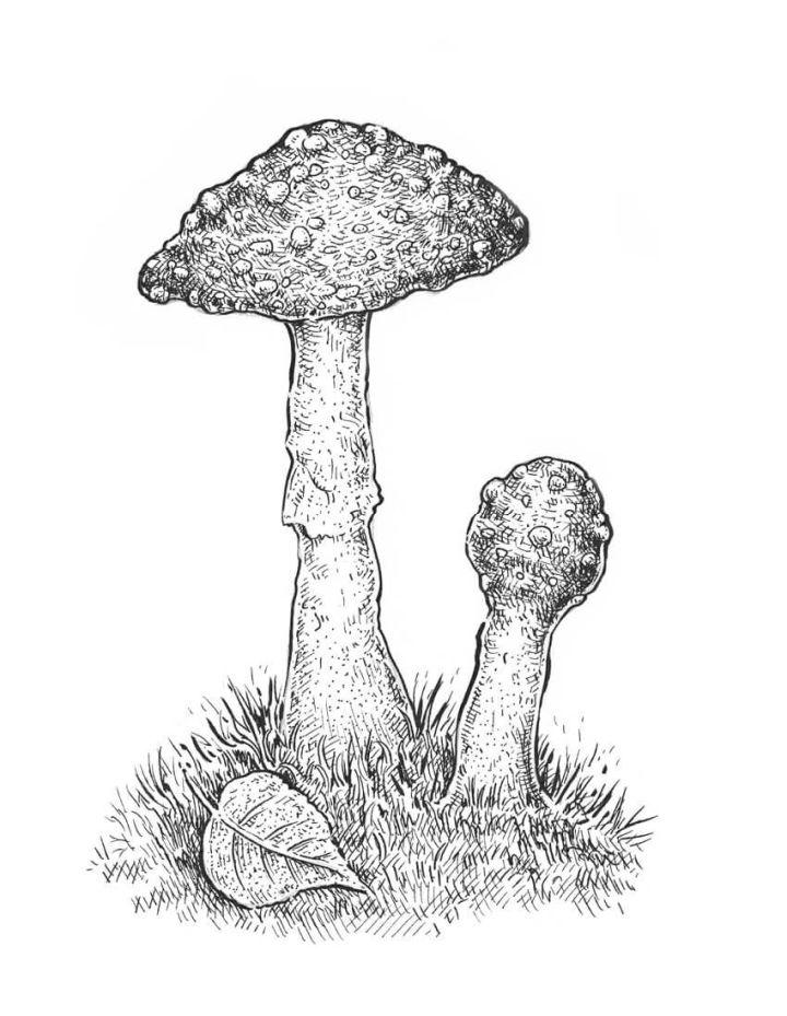 Draw Mushroom With Ink Liners