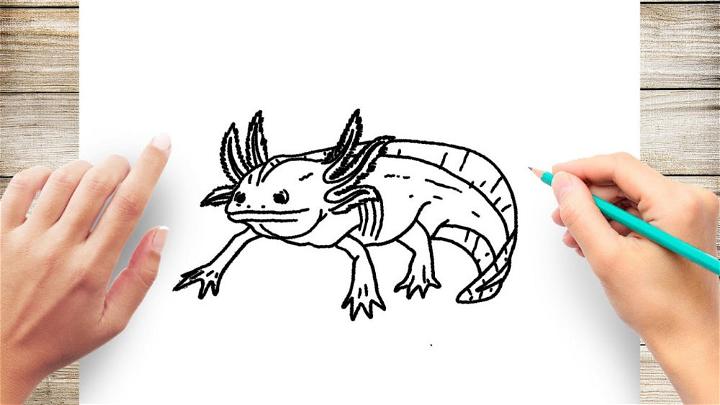 15 Cute Axolotl Drawing Ideas - How to Draw an Axolotl - Blitsy