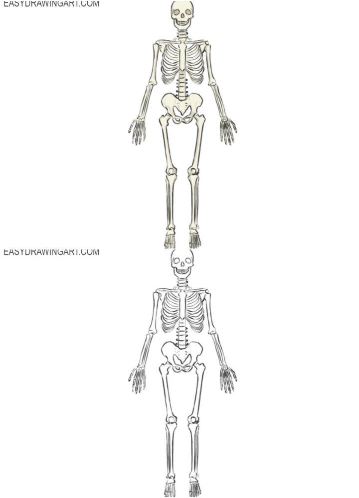 Draw Your Own Skeleton