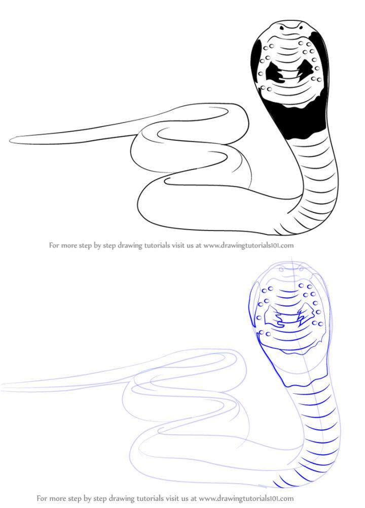 Draw Your Own Snake