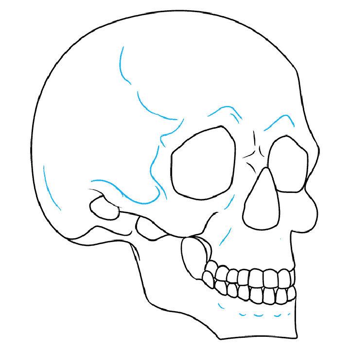 Draw a Skull in 3 4 View