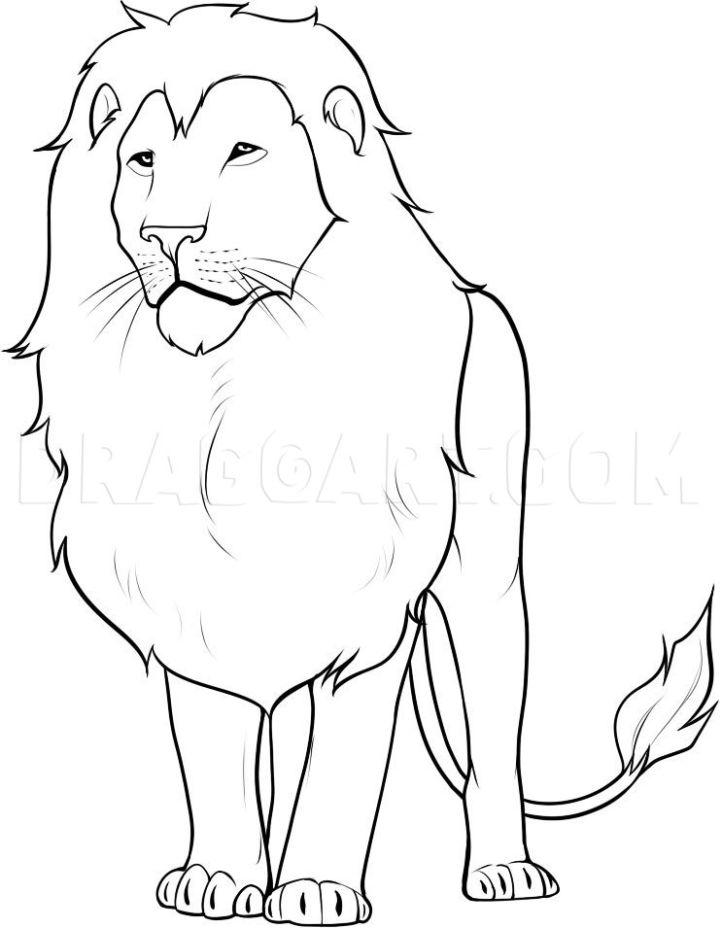 simple cute lion drawing