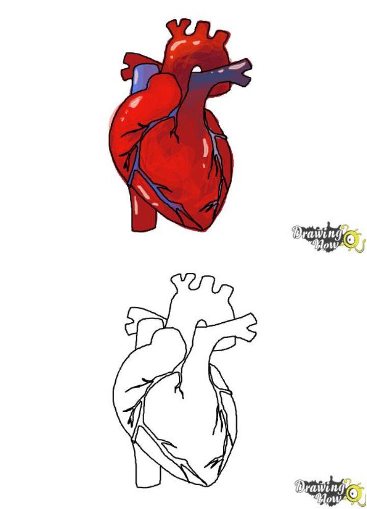 Drawing of a Bloody Human Heart