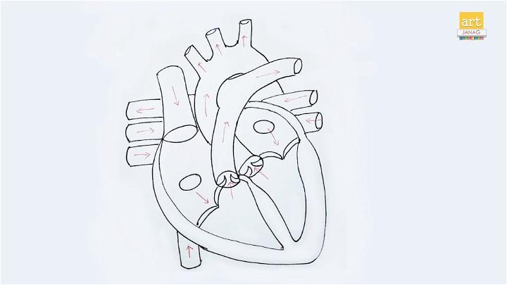 Drawing of a Human Heart Organ