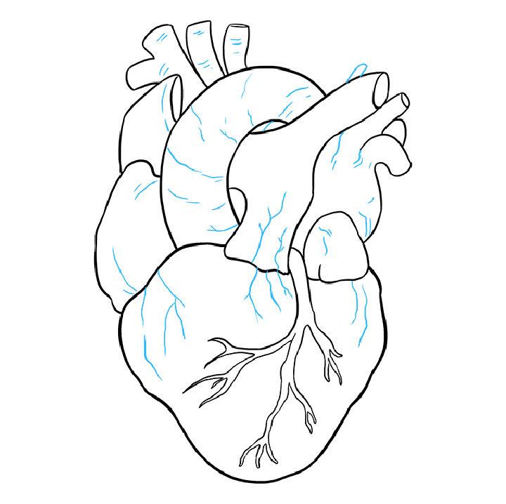 Easy Anatomical Human Heart Drawing