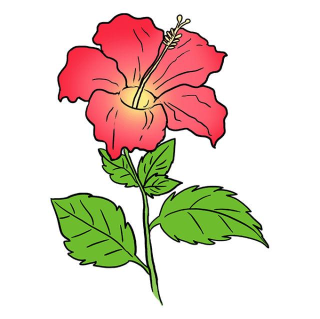 Easy Hibiscus Flower To Draw