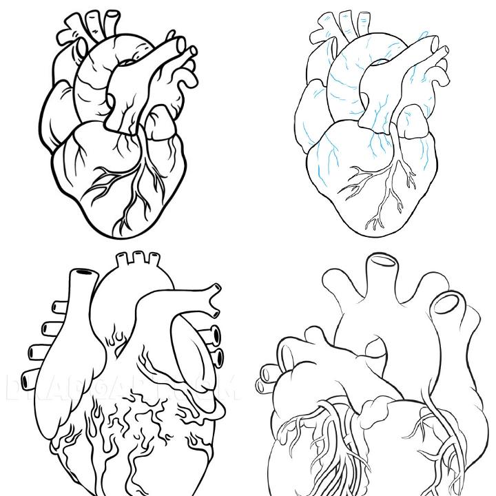 Human Heart Sketch