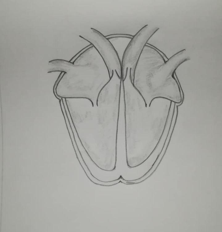 Easy Way to Draw Human Heart with Pencil