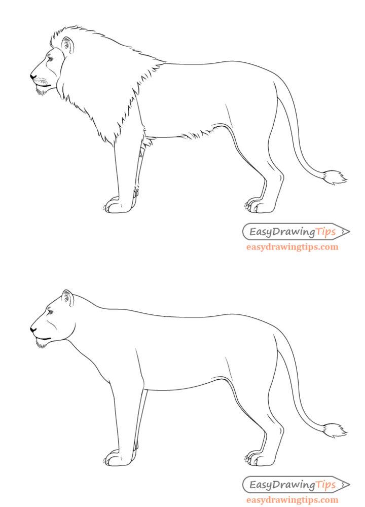 Full Body Lion Drawing