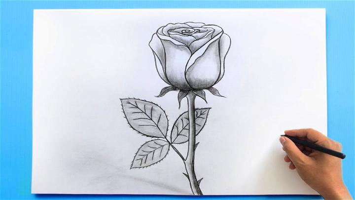 How To Draw A Rose Step By Step