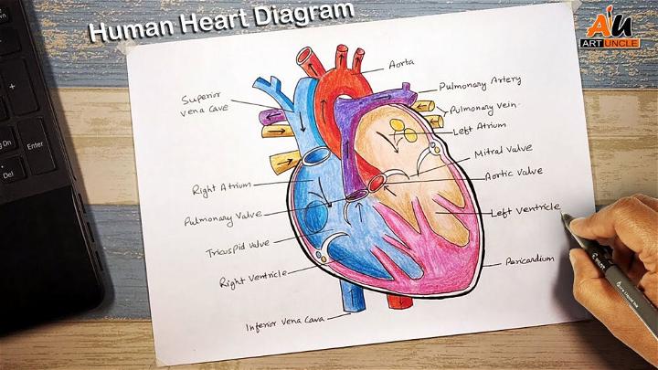 How to Draw Human Heart Diagram