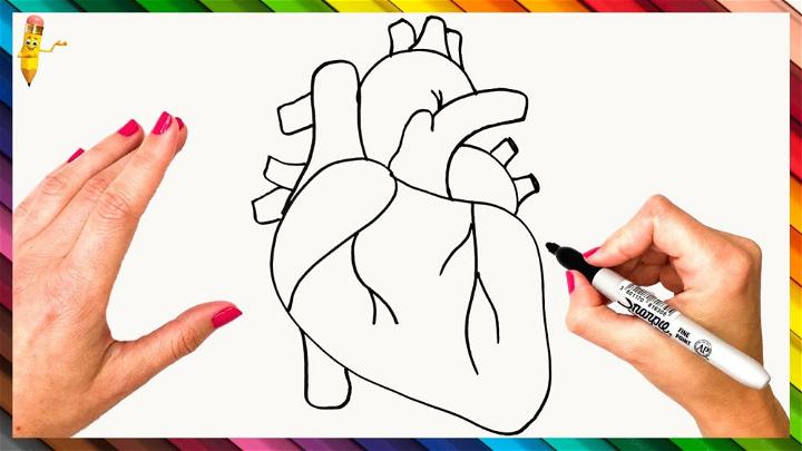 How to Draw Human Heart Sketch