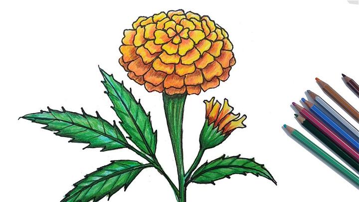 How to Draw Marigold Step by Step