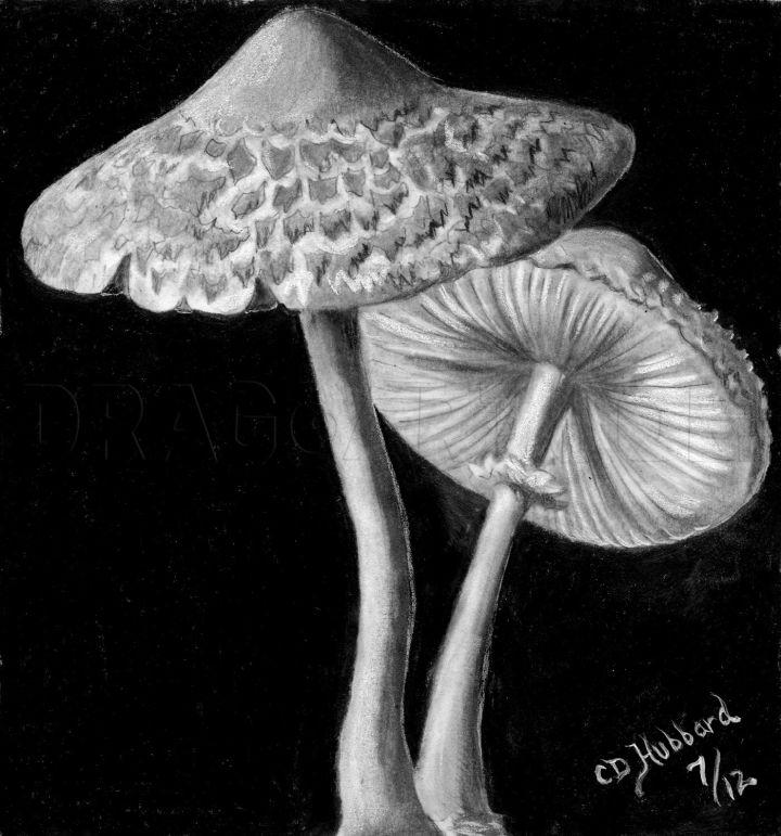 How to Draw Realistic Mushrooms