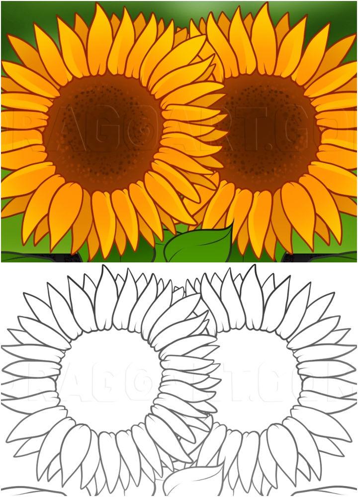 How to Draw Sunflowers