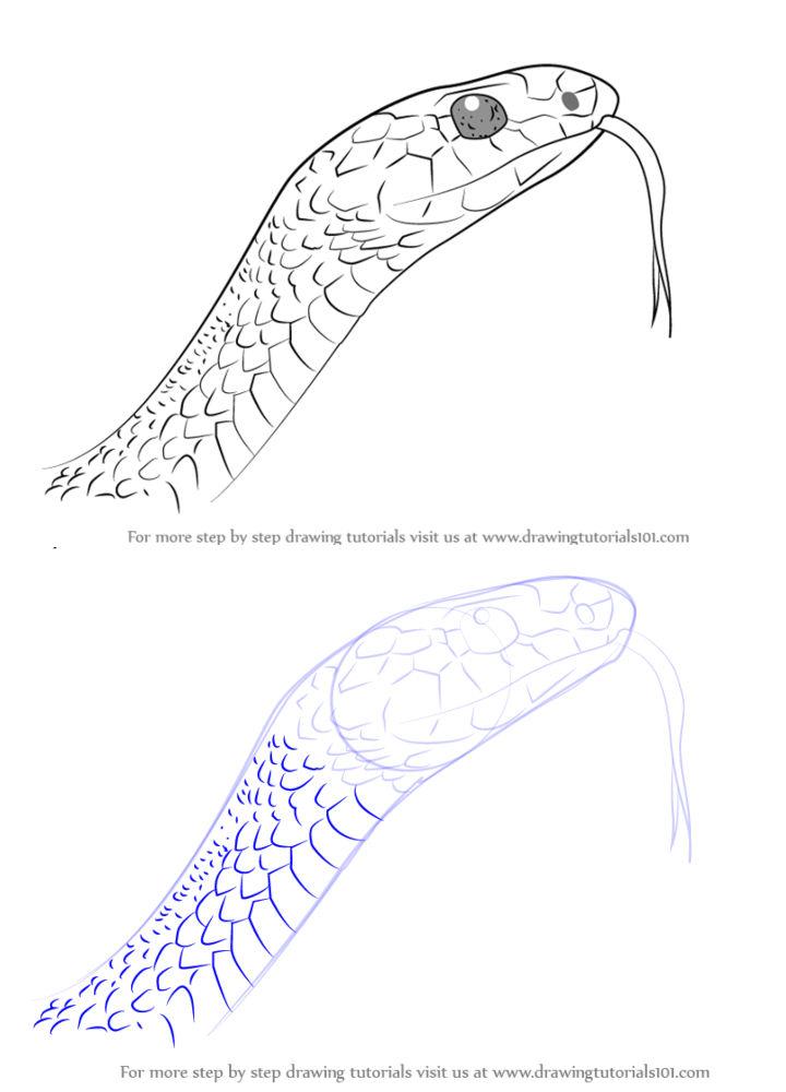 How to Draw a Black Racer Snake