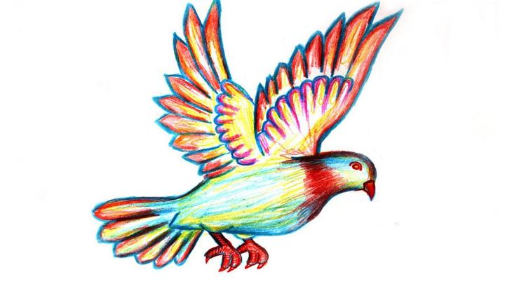 How to Draw a Colorful Flying Bird